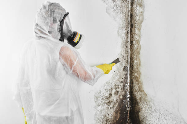 Best Mold Damage Repair  in Vero Lake Estates, FL