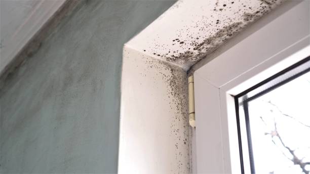 Best Office Mold Removal Services  in Vero Lake Estates, FL