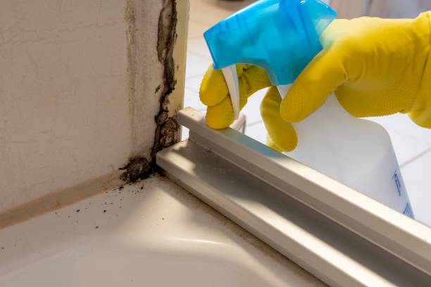 Best Professional Mold Removal  in Vero Lake Estates, FL